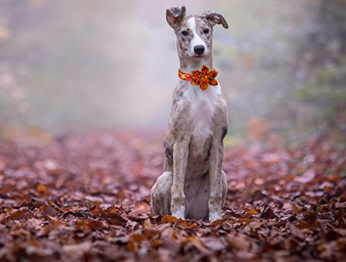 DOGWONG Fall Dog Collar with Bow, Halloween Thanksgiving Dog Bowtie Collar, Adjustable Autumn Cotton Maple Leaf Bowtie Dog Fall Collars for Medium Dogs Pets - color: B, size: XS