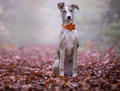 DOGWONG Fall Dog Collar with Bow, Halloween Thanksgiving Dog Bowtie Collar, Adjustable Autumn Cotton Maple Leaf Bowtie Dog Fall Collars for Medium Dogs Pets - color: B, size: XS