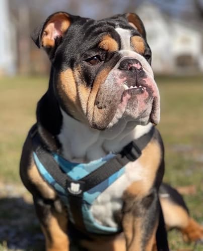 No-Pull Harness for English & French Bulldogs - Adjustable Wide-Chest Fit, Reflective Vest with Control Handle (Bully Blue Camo, XL) - color: Bully Blue Camo, size: XL