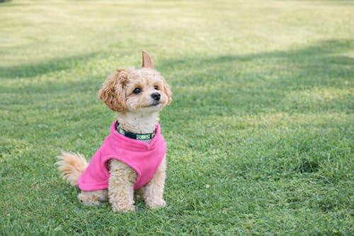 JACKO & CO - Fleece Vest Dog Sweater with Leash Ring - Soft, Warm & Lightweight Pullover Coat for Small & Medium Dogs, Puppies & Cats - Cozy Fall/Winter/Spring Pet Jacket (Pink, XS (2-4lbs)) - color: Pink, size: XS (2-4lbs)