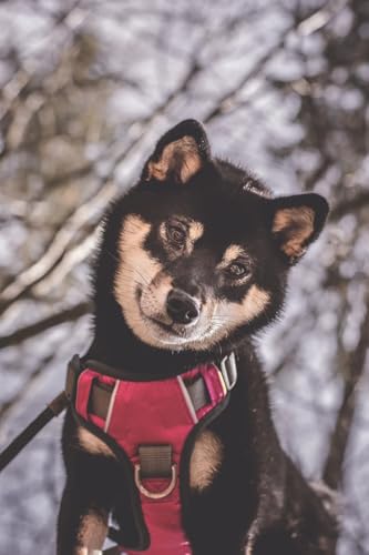 Embark Adventure No-Pull Small Dog Harness – Reflective Trim, Military-Grade Nylon, Front Clip with Gel-Lined Handle - color: Pink, size: S