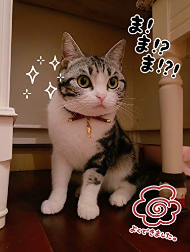 Cute Bowtie Cat Collar with Bell. Japanese Stylish Bowknot & Fish Charm. Safety Breakaway, Soft, Lightweight, for Girl Boy Male Female Cats Kitten,Red - color: Apple Red, size: Small (6-9.5 inches)