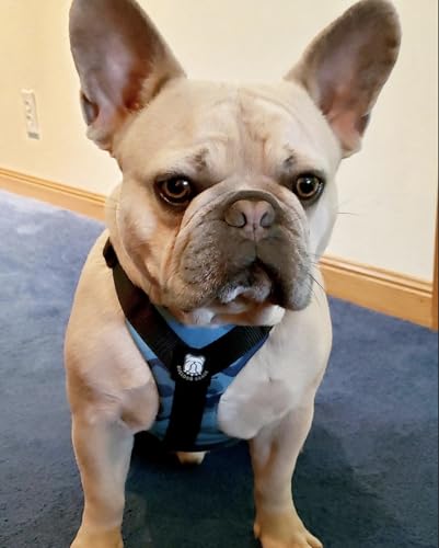 No-Pull Harness for English & French Bulldogs - Adjustable Wide-Chest Fit, Reflective Vest with Control Handle (Bully Blue Camo, Small) - color: Bully Blue Camo, size: Small