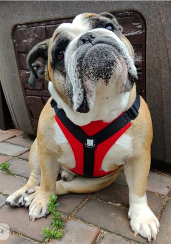 No-Pull Harness for English & French Bulldogs - Adjustable Wide-Chest Fit, Reflective Vest with Control Handle (Bulldog Red, Medium) - color: Bulldog Red, size: Medium