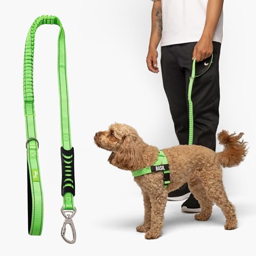 Dog Friendly Co. Bungee Dog Leash | Strain Free & Shock Resistant for Control | Neoprene Padded Handle, Heavy-Duty Carabiner Clip, and D-Ring | Neon Green, Size Regular - color: Neon Green, size: Regular