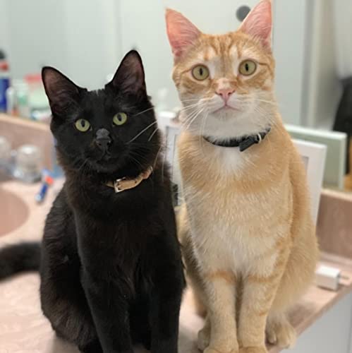 PUPTECK 2 PCS Soft Genuine Leather Cat Kitten Collar with Bells Adjustable for Girl Boy Cats Puppy - Black, Khaki - color: Black&Khaki