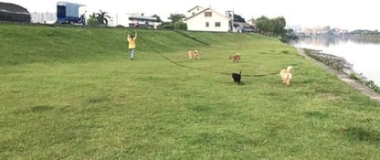 AMAGOOD Dog/Puppy Obedience Recall Training Agility Lead-15 ft 20 ft 30 ft 50 ft Long Leash-for Dog Training,Tie Out,Play,Safety,Camping (50Feet x 1Inch, Blue) - color: Blue, size: 1" x 50ft