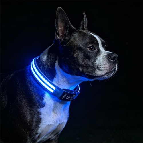 Dog Light up Collar for Night Walking - High Visibility LED Dog Collar - Rechargeable - Waterproof - Reflective - Adjustable Lighted Glow Collars(Blue,Large) - color: Blue, size: Large (18" - 23")