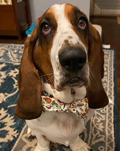 Elegant little tail Dog Collar with Bow - Fall Pet Collar Bow Thanksgiving Turkey Bowtie Girl Boy Pet Collars Soft Adjustable Collars for Small Medium Large Dogs - color: Fall Turkey, size: X-Small (Pack of 1)