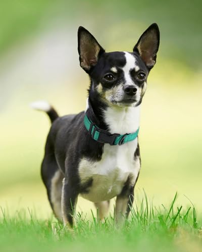 Joytale Reflective Dog Collar, Soft Neoprene Padded, Metal D-Ring, Nylon Pet Collar Adjustable for Puppy and Small Dogs, Teal, XS - color: Teal, size: X-Small (Pack of 1)