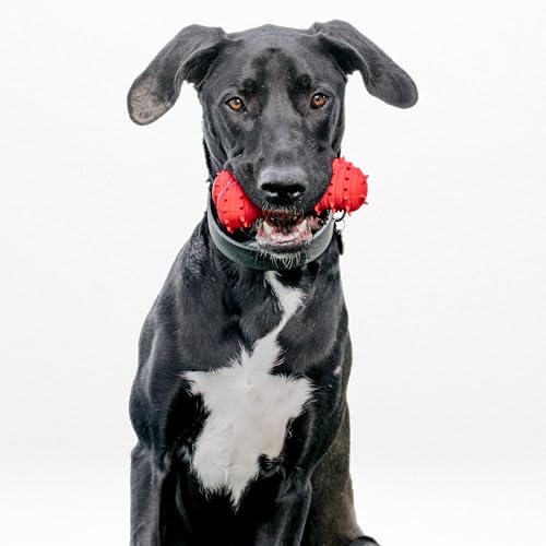 Playology Dog Toys | Teething Bone for Large Puppies and Young Dogs | Beef Scented Jumbo Dog Bone Chew Toy | Teething Puppy Essentials - size: Jumbo, style: Beef