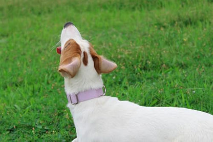 Mikivery Nylon Dog Collar with Quick Release Buckle Soft Adjustable Sturdy for Small Medium Large Dogs Violet,L - color: Violet, size: L：17.5"-25.5"