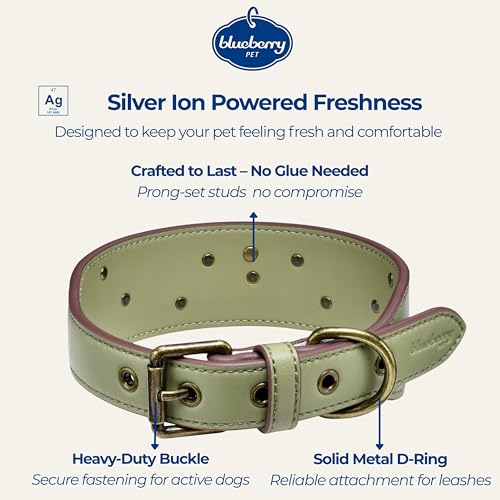 Blueberry Pet Premium Embossed Sage Green Glam Silver-Powered Freshness Microfiber Leather Dog Collar with Antique Brass Studs - color: Sage Green, size: Large
