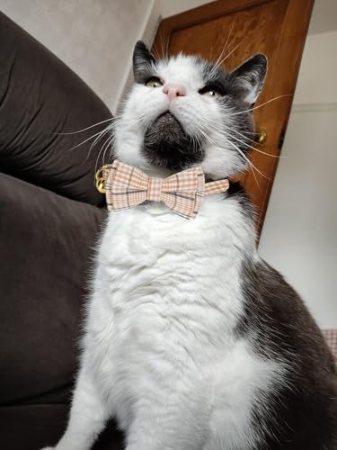 2 Pack Cotton Cat Collar, Removable Bowtie, Plaid Pattern, Safety Breakaway Clasp, Adjustable for Cats.(Adult Cat, Beige and Red) - color: Beige+Red