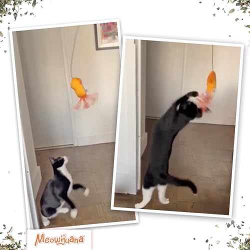 Meowijuana Jump 'n' Jamb Door Hanging Cat Toy | Deep Sea Squid | Refillable Interactive Catnip Toy | Promotes Play and Cat Health | Includes Potent Catnip Grown in North America - color: Deep Sea Squid