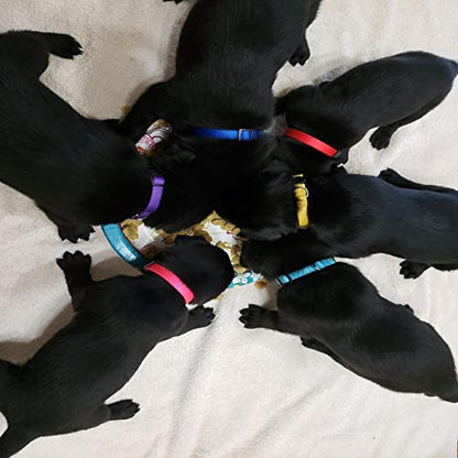 Puppy ID Collars, Identification Soft Nylon Puppy Collars, Adjustable Breakaway Safety Whelping Litter Collars for Newborn Puppies Kitten – Set of 15 (Small 6.9" - 10.2") - size: Square Button S (Pack of 15)