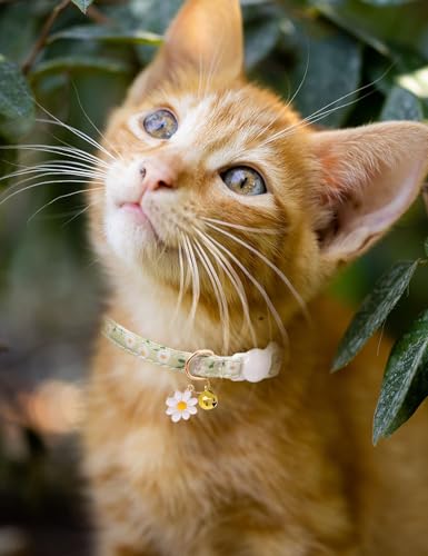Cat Collar Breakaway with Bells,3 Pack Safety Adjustable Pet Collars,Ideal for Girl Boy Kittens. (Orange Green Pink) - color: Orange Green Pink