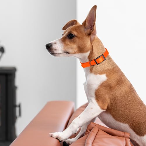Dogline Biothane Waterproof Dog Collar Strong Coated Nylon Webbing with Black Hardware Odor- Proof for Easy Care Easy to Clean High Performance Fits Small Medium or Large Dogs, Hunter Orange