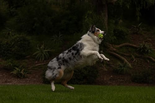 Chuckit! Max Glow Ultra Squeaker Ball, Medium (2.5 Inch Diameter), 1 Pack, for Breeds 20-60 lbs