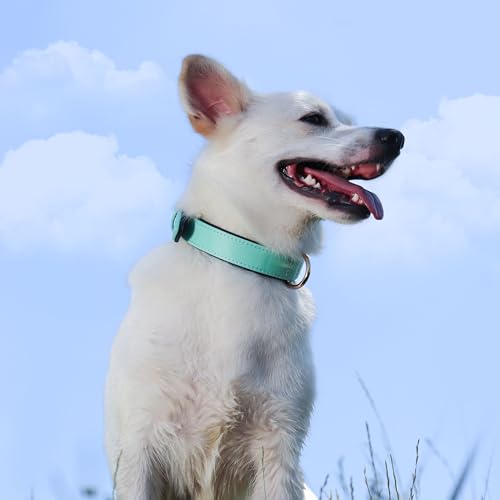 Didog Soft Padded Dog Collars for Medium Dogs, Lightweight and Breathable Dog Collar with Metal Buckle, Green, L - color: Green, size: L: Fit 13-17" Neck