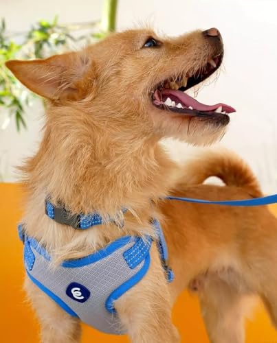 Blueberry Pet Essentials Back to Basics Reflective Dog Harness Vest, French Blue, Small, Adjustable Harnesses for Dogs - color: French Blue, size: Small (Pack of 1)