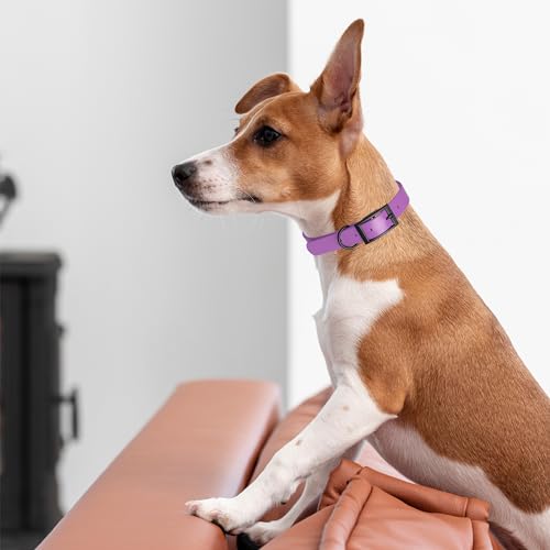 Dogline Biothane Waterproof Dog Collar Strong Coated Nylon Webbing with Black Hardware Odor- Proof for Easy Care Easy to Clean High Performance Fits Small Medium or Large Dogs, Amethyst Purple