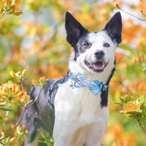 BINGPET Dog Harness Collar Leash Set,Adjustable No Pull Escape Proof Small Dog Harness,Classic Plaid Puppy Harness and Leash Set for Small Medium Large Dogs Training Easy Walk Running(Blue,M) - color: Blue Plaid, size: M(Chest Girth:17.3''-23.38'')