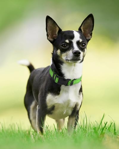 Joytale Reflective Dog Collar, Soft Neoprene Padded, Metal D-Ring, Nylon Pet Collar Adjustable for Puppy and Small Dogs, Green, XS - color: Green, size: X-Small (Pack of 1)