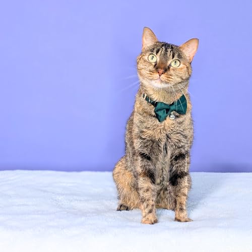 Velvet Bowtie Cat Collar with Bell – Adjustable Breakaway Green Cat Collar for Adult Cats (7–11 in) - color: Green