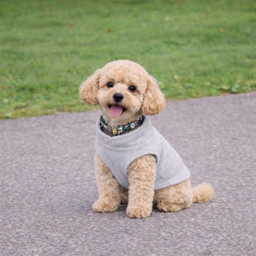 JACKO & CO - Fleece Vest Dog Sweater with Leash Ring - Soft, Warm & Lightweight Pullover Coat for Small & Medium Dogs, Puppies & Cats - Cozy Fall/Winter/Spring Pet Jacket (Grey, Small 4-6lbs) - color: Grey, size: S (4-6lbs)