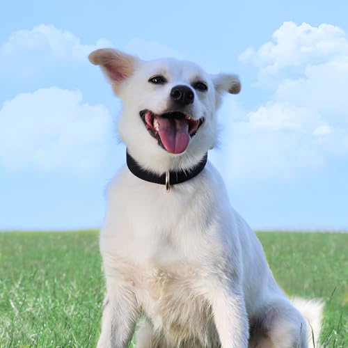 Didog Soft Padded Dog Collars for Medium Dogs, Lightweight and Breathable Dog Collar with Metal Buckle, Black, L - color: Black, size: L: Fit 13-17" Neck