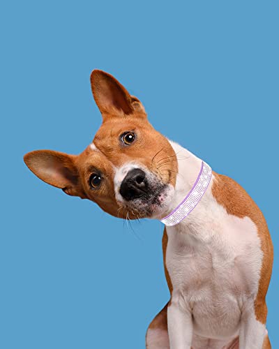 Dog Collar for Small Dogs, Adjustable Leather Suede Bling Dog Collars，Purple Dog Collar Cat Collar, Rhinestone Dog Collar. - color: purple, size: S