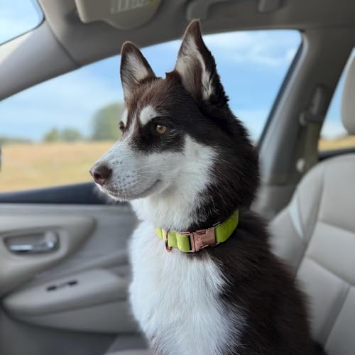Personalized Velvet Dog Collar with Name - Custom Engraved Buckle, Adjustable Luxury Velvet Collar for Small Medium Large Dogs (Lemon, M) - color: Lemon, size: M