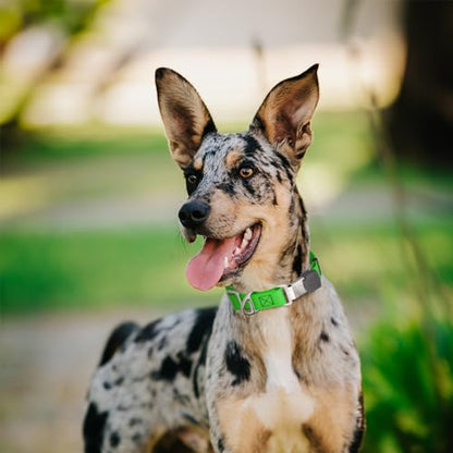 Biothane Waterproof Durable Dog Collar with Herm Sprenger - Quick Release ClicLock Buckle - Fits Medium and Large Dogs - Made in USA (Tropical Green, W 3/4" x L 12"-19") - color: Tropical Green, size: W 3/4" x L 12"-19"