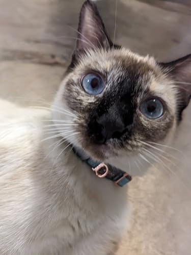 Rogz Urban Cat Safety Collar Small/Medium - Turquoise Moon - color: Turquoise Moon