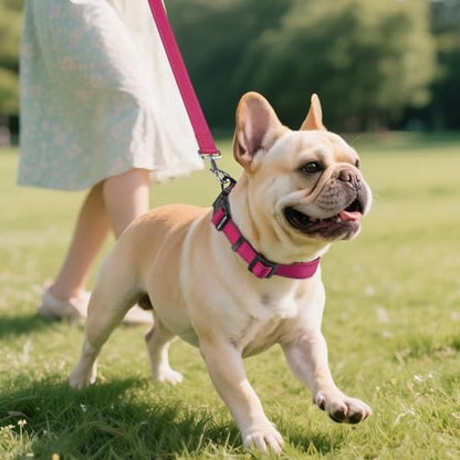 Joytale Reflective Dog Collar, Soft Neoprene Padded, Metal D-Ring, Nylon Pet Collar Adjustable for Small Dogs, Hotpink, S - color: Hotpink, size: Small (Pack of 1)