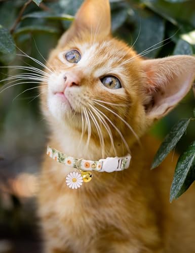 Cat Collar Breakaway with Bells,3 Pack Safety Adjustable Pet Collars,Ideal for Girl Boy Kittens. (Green Black Blue Daisy) - color: Green Black Blue Daisy
