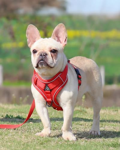 Reflective Adjustable Dog Harness with Leash Breathable No-Pull Pet Vest for Walking and Training DJA702-03M - color: Red, size: Medium