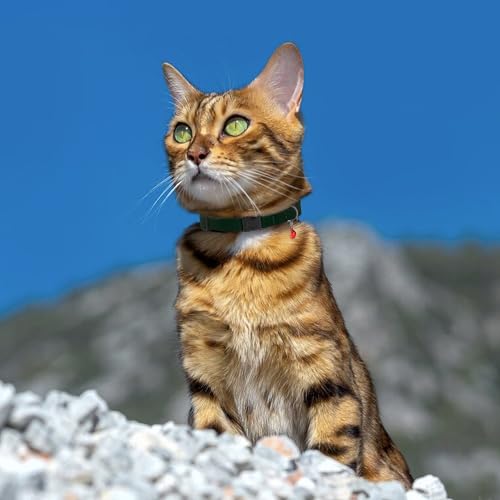 Breakaway Cat Collar Leather with Removable Bell - 13 Colors Available - Soft Adjustable Girl Boy Safety Lightweight Pet Kitten Collars Pink Brown Blue Green Red Orange Black (Black) - color: Black