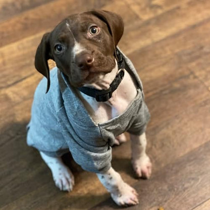 Jecikelon Winter Dog Hoodie Sweatshirts with Pockets Warm Dog Clothes for Small Dogs Chihuahua Coat Clothing Puppy Cat Custume (Grey, XX-Small) - color: Grey, size: XX-Small