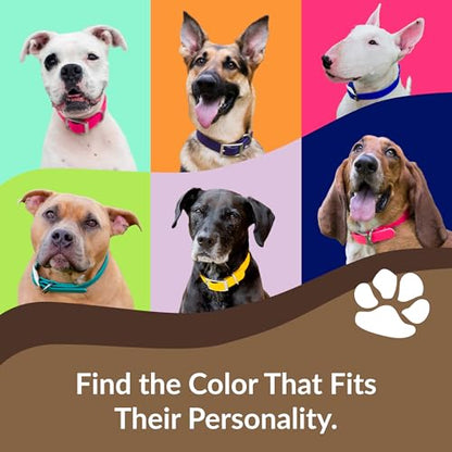 dogIDs Personalized Dog Collar – Custom Waterproof Soft-Grip Biothane with Laser-Engraved Nameplate, Durable & Odor-Resistant, USA Made | Red, 1 in x 16 in (Fits Necks Size 14-18 in) - color: Red, size: 1 in x 16 in (Fits Necks Size 14-18 in)