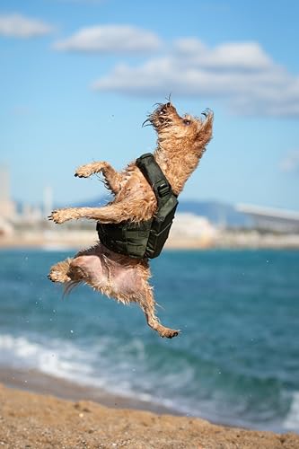 NOAH & PAW Dog Life Jacket, Human Standards Lifejacket Design, Dog Life Vest for Swimming and Boating, 3X Foam Support for Max Floating, Breathable Mesh, Salvavidas para Perros, Size S - size: S