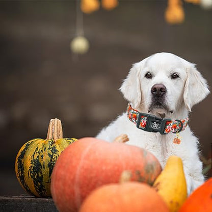 Elegant little tail Halloween Dog Collar, Pumpkin with Flower Print Fall Pet Collars Cotton Soft Sturdy Puppy Collars Holiday Female Adjustable Collar for X-Small Puppy - color: Fall-3D Pumpkin, size: X-Small (Pack of 1)
