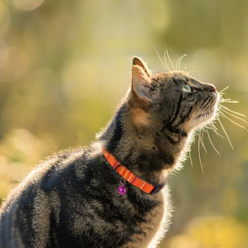 2 Pack Cat Collars with Bell - Breakaway Soft Collar for Girl & Boy Cats, Adjustable Safety Cute Kitten Collars – Comfortable Stylish Patterned Print Design Lightweight (Aztec + Serape) - color: Aztec + Serape