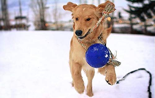 Jolly Pets Romp-n-Roll Rope and Ball Dog Toy, 6 Inches/Medium, Blue - color: Blue, size: Medium (6 in)