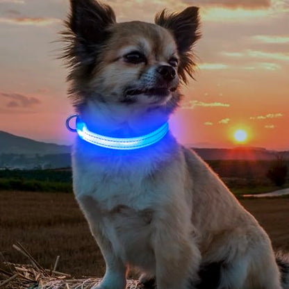 BSEEN Light Up Dog Collar, Rechargeable LED Dog Collar Reflective Glowing Pet Collar for Puppies & Cats, Safety Dog Lights for Night Walking (Blue) - color: Blue