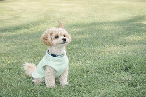 JACKO & CO - Fleece Vest Dog Sweater with Leash Ring - Soft, Warm & Lightweight Pullover Coat for Small & Medium Dogs, Puppies & Cats - Cozy Fall/Winter/Spring Pet Jacket (Mint Green, X-Small 3lbs) - color: Mint Green, size: XS (2-4lbs)