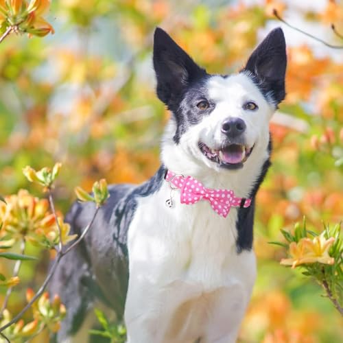 BINGPET Dog Harness Collar Leash Set,Adjustable No Pull Escape Proof Small Dog Harness,Classic Plaid Puppy Harness and Leash Set for Small Medium Large Dogs Training Easy Walk Running(Polka Dots,S) - color: Polka Dots, size: S(Chest Girth:14.9''-20.9'')