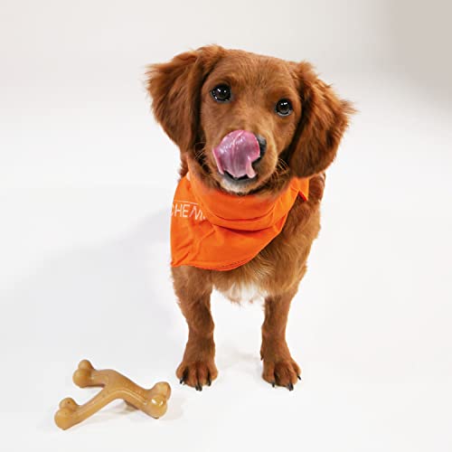 Nylabone Gourmet Style Wishbone Strong Chew Toy for Dogs, Chicken Flavor, Small - Up to 25 lbs, 1 Count - size: Small
