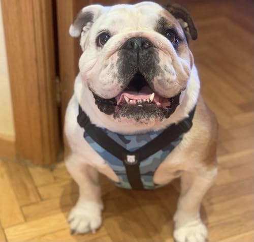 No-Pull Harness for English & French Bulldogs - Adjustable Wide-Chest Fit, Reflective Vest with Control Handle (Bully Blue Camo, XL) - color: Bully Blue Camo, size: XL